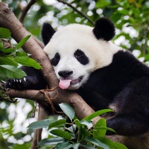 Meet your Posher, Khaldoun